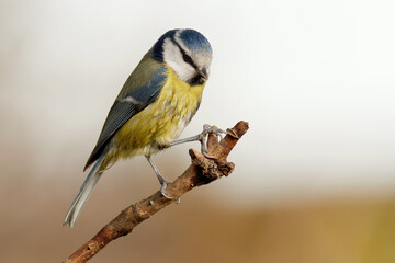 Blaumeise nach dem Bad