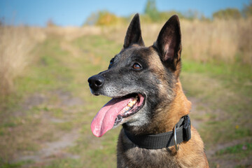 Portrait of the Belgian shepherd Malinois with open mouth, close-up.Service dog breeding.