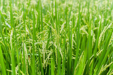 Fototapeta na wymiar Close up paddy rice soft sunrise light in the filed.