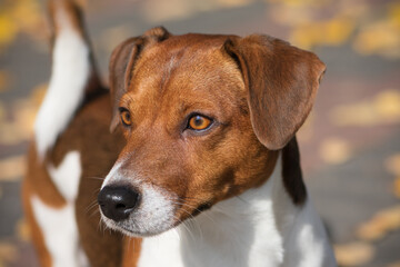 animal, Terrier, Jack Russell Terrier, dog, eyes, pet, brown, canine, cute, portrait, nature, breed, mammal, friend, happy, beautiful, purebred, domestic, young, background, outdoor, doggie, head, sum