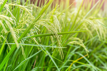 Fototapeta na wymiar Close up view of rice field with soft sunrise light in the filed.