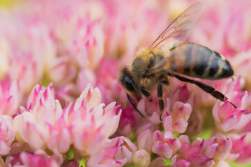 Obraz premium Honey bees collect pollen Spiraea flower. Macro shot.
