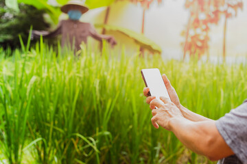 Smart farmer hand holding smart phone on nature rice field in background.