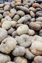 pumpkins and gourds at the local farmers market