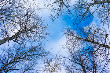 Dry branches of trees against the blue sky, view from below. Autumn branches without leaves.