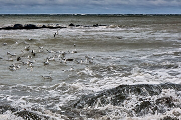 Lachmöwen ( Chroicocephalus ridibundus ) in stürmischer See am Steinstrand