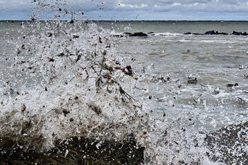 Lachmöwen ( Chroicocephalus ridibundus ) in stürmischer See am Steinstrand
