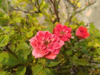 Red Rose Flower