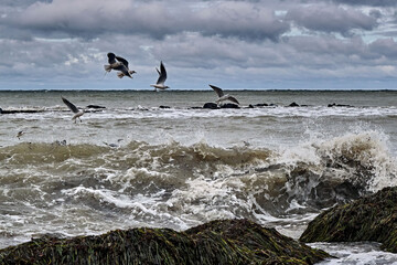 Lachm&ouml;wen ( Chroicocephalus ridibundus ) in st&uuml;rmischer See am Steinstrand