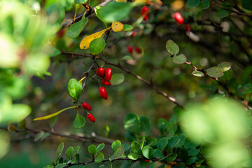 plants barberry in the rays of the autumn sun
