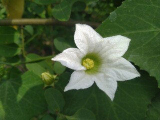 White Flower of Coccinia Grandis