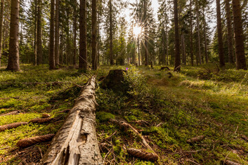 Wandern über kleinen Arber zum kleinen Arbersee und weiter zum großen Arber| Bayerischer Wald | Urlaub | Tourismus