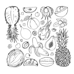 Flying exotic fruits on a white background. A sketch of food. Coconut, Physalis, mangosteen, pineapple, banana, jackfruit