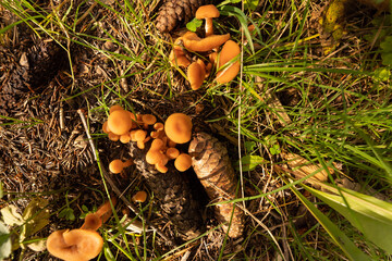 Pilze Ansammlung im Bayerischen Wald