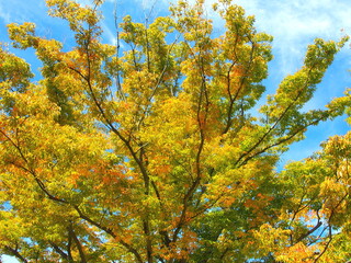朝日の当たる黄葉の欅