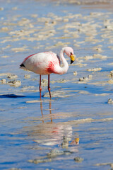 Fototapeta na wymiar Puna or James’s Flamingo (Phoenicoparrus jamesi), Phoenicopteridae family, Laguna Hedionda, Potosi, Bolivia