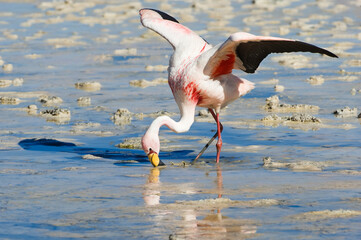 Puna or James’s Flamingo (Phoenicoparrus jamesi), Phoenicopteridae family, Laguna Hedionda,...