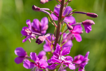 Fototapeta na wymiar beautiful, natural, fresh, bright, multi-colored, purple, pink flowers, cypress, green grass and plants in the meadow in summer