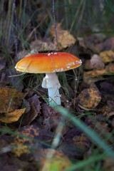 mushroom in the forest