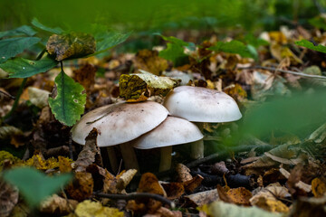 autumn mushrooms on the ground hid a man