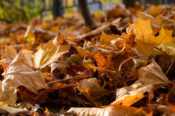 autumn maple leaves lie on the ground