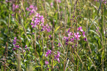 beautiful, natural, fresh, bright, multi-colored, purple, pink flowers, cypress, green grass and plants in the meadow in summer