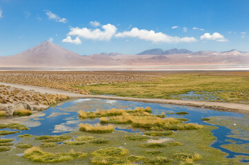 Laguna Colorada, Red Lagoon, Altiplano Shallow Salt Lake, Potosi, Bolivia