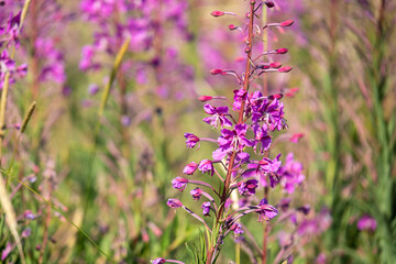 beautiful, natural, fresh, bright, multi-colored, purple, pink flowers, cypress, green grass and plants in the meadow in summer