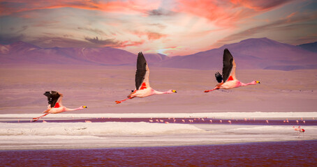 Flamingos flying over Laguna Colorada, Bolivia at sunset