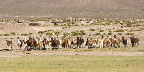 Fototapeta na wymiar Bolivian woman herding llamas, San Juan, Potosi, Bolivia