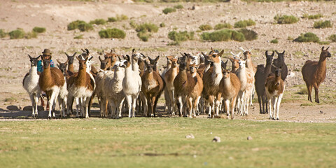 Bolivian woman herding llamas, San Juan, Potosi, Bolivia