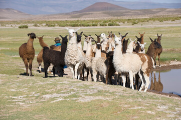 Llama herd, San Juan, Potosi, Bolivia
