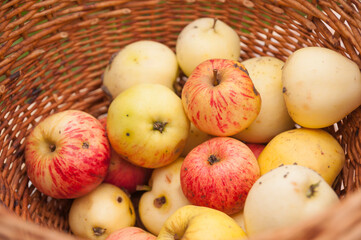 Close up photo of garden apples gathered in wicker basket