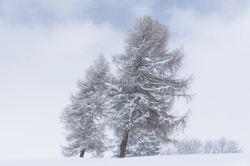 SnowTree 1