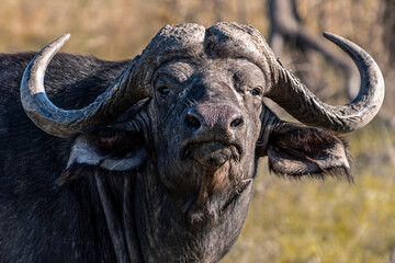 Kaapse buffels stier kijken naar de camera