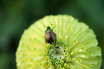 秋のガーデン 美しい草花