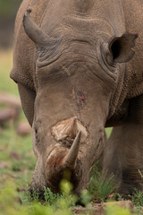 Close up of a white rhino with a scratch on its head