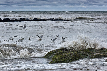 Lachmöwen ( Chroicocephalus ridibundus ) in stürmischer See am Steinstrand