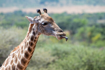 A Giraffe sticking its tongue out © Johan
