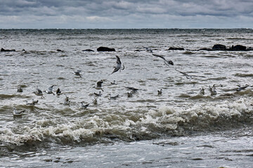 Lachmöwen ( Chroicocephalus ridibundus ) in stürmischer See am Steinstrand