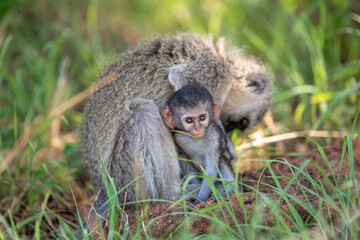 A mother Vervet monkey grooms her baby.