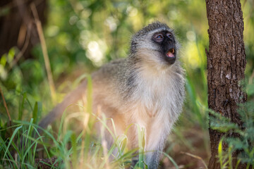A Vervet monkey calling out