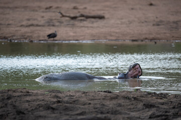 Hippo laying in a watering hole with it's mouth open