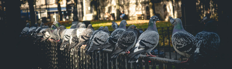 Flock of pigeons on the park.
