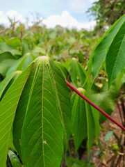 leaves