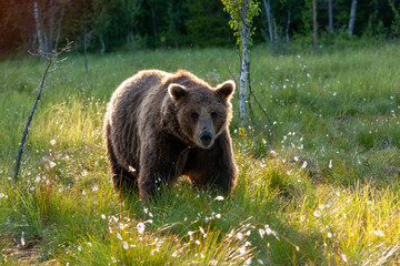 Plakat bear untouched nature of finland scandinavia europe
