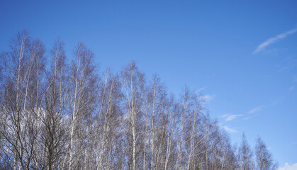 Tree branches of a birch on a background of blue sky in spring