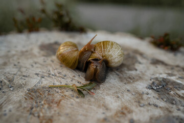 two snail