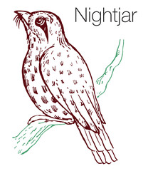 Nightjar hand drawn vector illustration