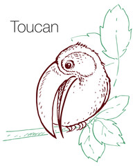 Fototapeta premium Toucan hand drawn vector illustration